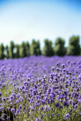 Fotoroleta aromaterapia kwiat wiejski roślina rolnictwo