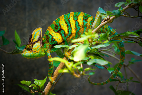 Fotoroleta tropikalny płaz kameleon dzikie zwierzę