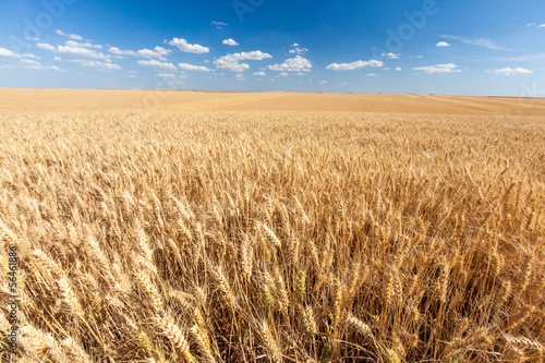 Fototapeta świeży trawa wieś pszenica