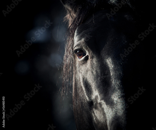 Fotoroleta natura zwierzę oko koń spokojny