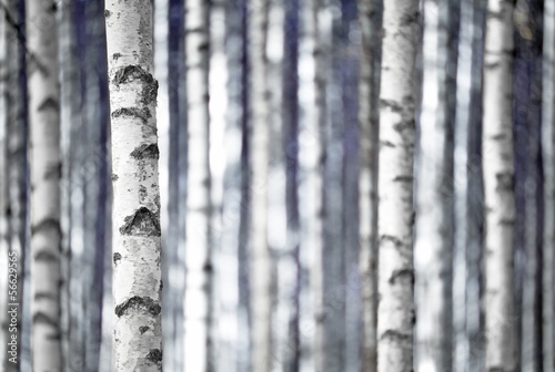 Fotoroleta drzewa natura wzór las brzoza