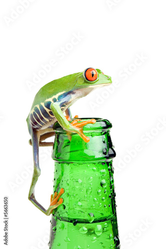 Fototapeta żaba woda płaz szczyt