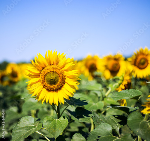 Fototapeta słońce lato rolnictwo niebo