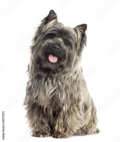 Plakat Cairn Terrier siedzi