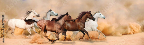 Obraz na płótnie arabian koń rasowy mustang zwierzę