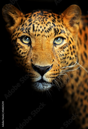 Fotoroleta zwierzę jaguar drzewa