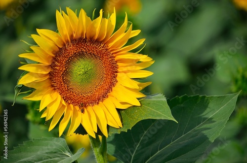 Obraz na płótnie słonecznik słońce lato toskania akcja