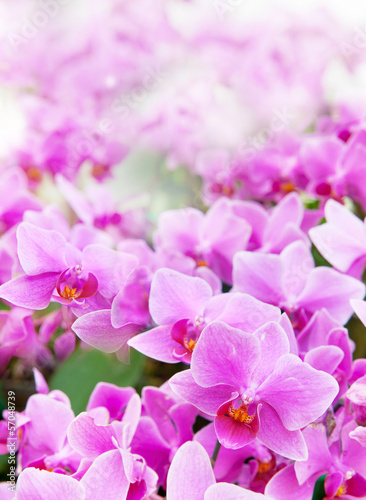 Fotoroleta kwitnący kwiat natura bukiet piękny