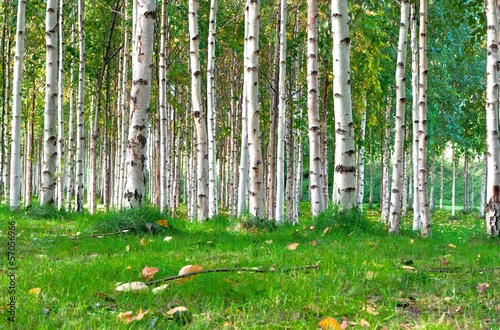 Plakat bezdroża natura drzewa las