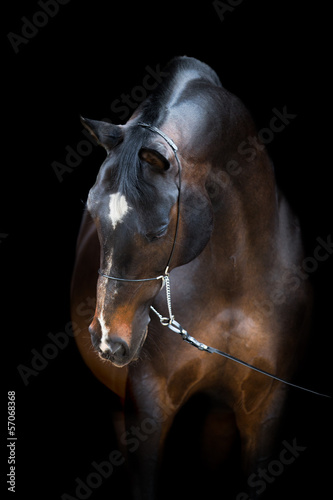 Fototapeta ssak portret zwierzę koń na białym tle