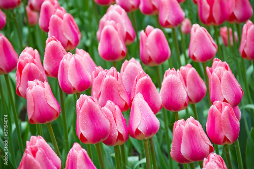 Plakat łąka tulipan europa