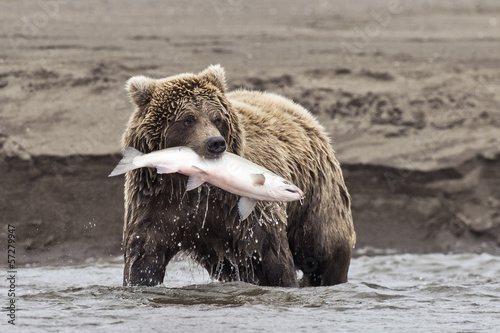 Fotoroleta niedźwiedź ssak woda
