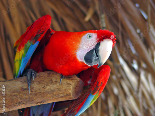 Fotoroleta ara ptak papuga