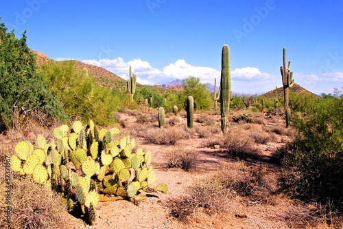 Obraz na płótnie park południe roślina pustynia góra