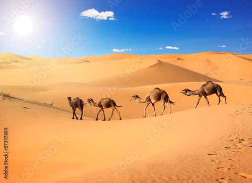 Plakat pustynia wiejski afryka egipt