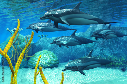Fototapeta podwodne tropikalny woda ssak zwierzę morskie