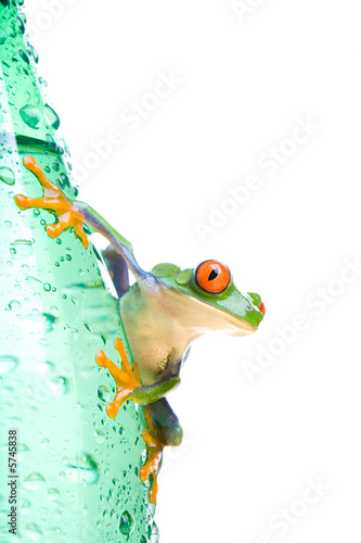 Fotoroleta żaba woda płaz oko