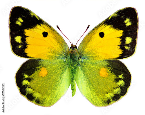 Plakat motyl zbiory fauna piękny natura