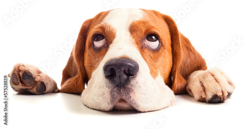 Fotoroleta szczenię zwierzę ładny pies szczyt