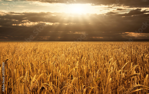 Fototapeta trawa pszenica wiejski słońce piękny