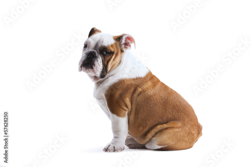 Fotoroleta ładny szczenię zwierzę ssak pies