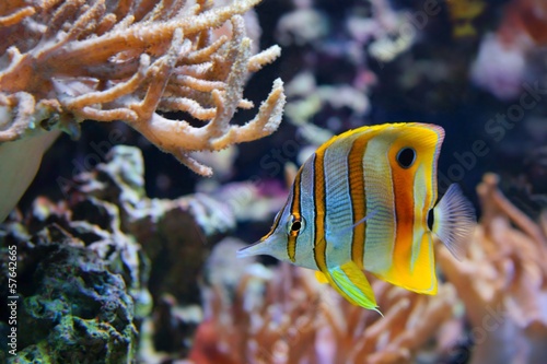 Naklejka koral morze woda rafa ruch
