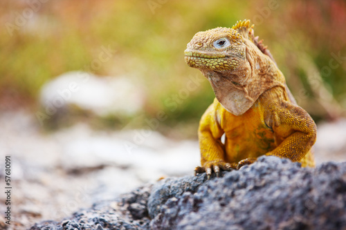 Obraz na płótnie natura południe galapagos park dziki