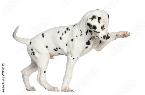 Plakat szczenię ssak pies zwierzę krajowego