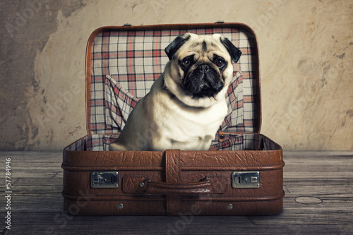 Naklejka Pies w walizce