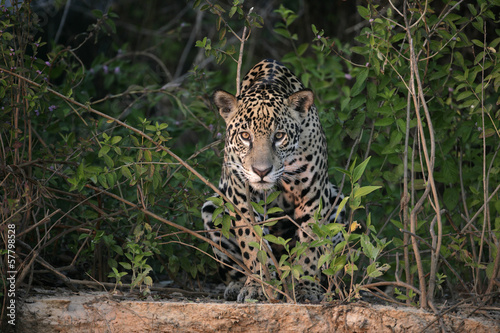 Obraz na płótnie natura jaguar zwierzę ssak