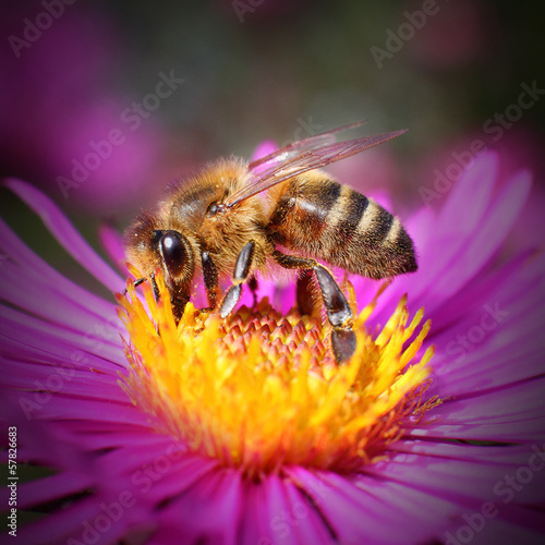 Fototapeta pyłek zwierzę ogród lato