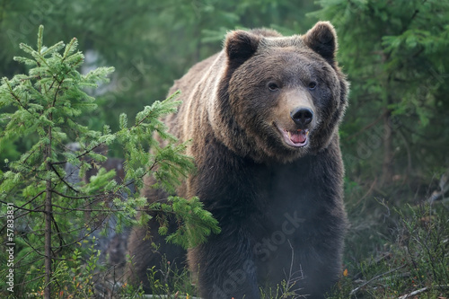 Obraz na płótnie niedźwiedź ładny park dziki