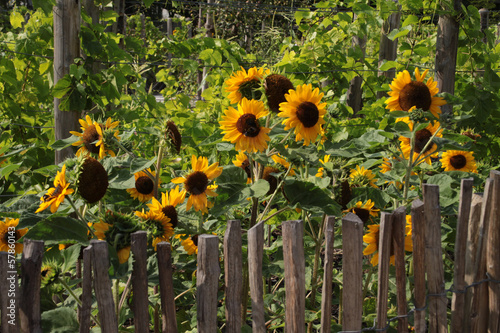 Naklejka słonecznik ogród kwiat lato żółty