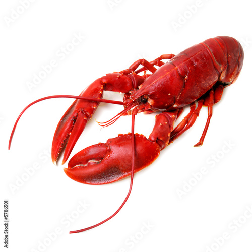 Obraz na płótnie morze owoce morza homar jedzenie