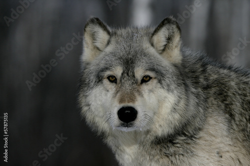 Plakat natura zwierzę dziki pies wilk