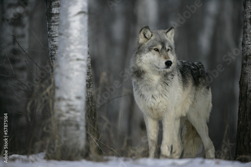Naklejka Szary wilk w lesie
