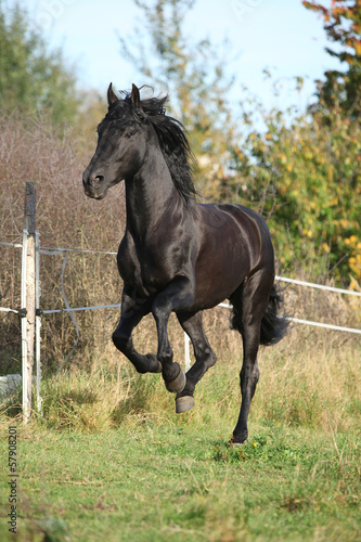 Obraz na płótnie ssak koń zwierzę andaluzyjski pastwisko