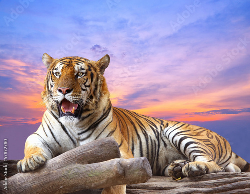 Plakat piękny azja tygrys