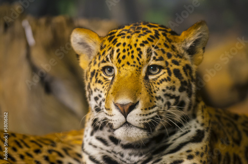 Fototapeta jaguar ssak dziki portret kot