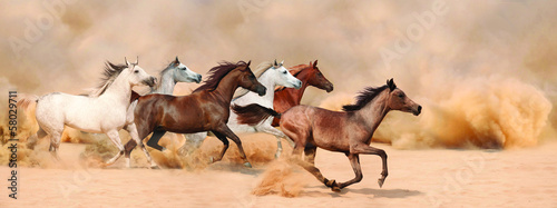 Obraz na płótnie źrebak lato koń stajnia