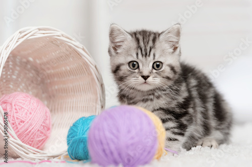 Plakat Kociak z kłębkami kolorowych przędz