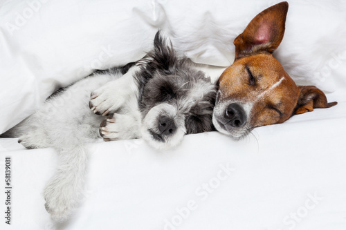 Obraz na płótnie Dwa zakochane psy