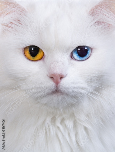 Obraz na płótnie Kolorowe oczy białego kota