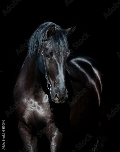 Naklejka zwierzę ssak portret koń