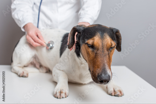 Naklejka pies zwierzę choroba weterynarz wizyta