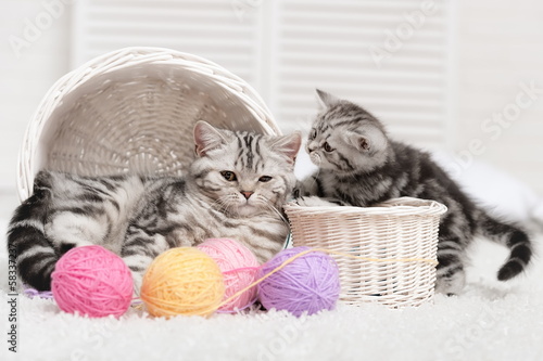 Fototapeta Dwa kotki w koszyku i kolorowe kłębki przędzy