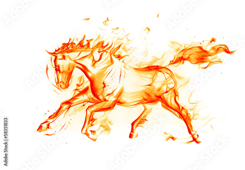 Fotoroleta piękny ogier jazda konna koń obraz