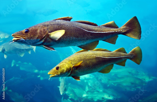 Plakat morze ryba natura