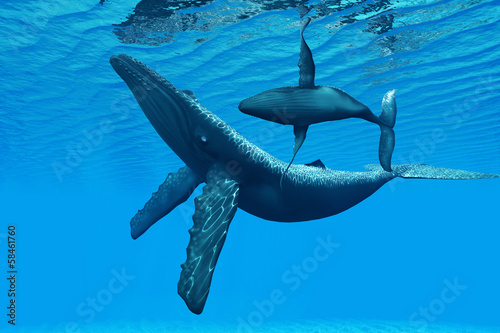 Obraz na płótnie zwierzę byk morze