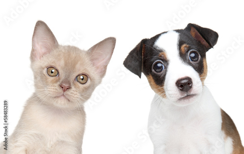 Fototapeta portret pies zwierzę kot szczenię